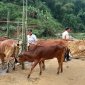 Xã Na Mèo tổ chức tiêm phòng dịch bệnh viêm da nổi cục trê đàn Trâu, bò
