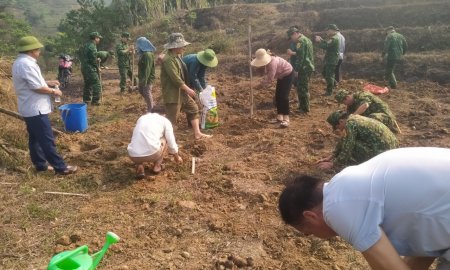 Tổ chức ra quân triển khai mô hình thí điểm trồng khoai mán ruột vàng tại bản Ché Lầu, xã Na Mèo