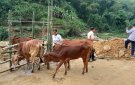 Xã Na Mèo tổ chức tiêm phòng dịch bệnh viêm da nổi cục trê đàn Trâu, bò