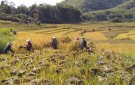 Xã Na Mèo tập trung thu hoạch lúa mùa, triển khai sản xuất vụ Đông năm 2020